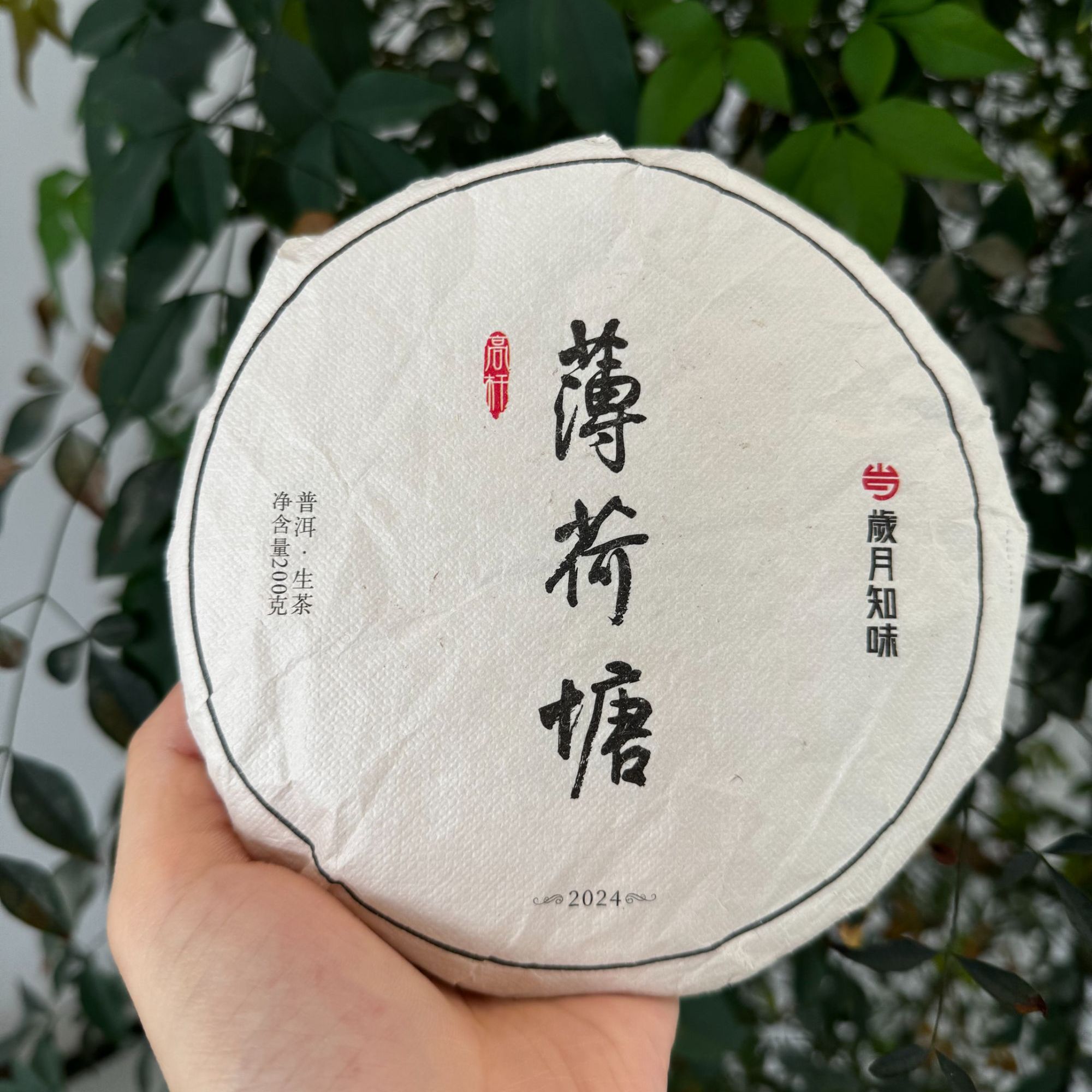 【品鉴样】岁月知味 2024年 薄荷塘一类高杆   易武产区 生茶  16克