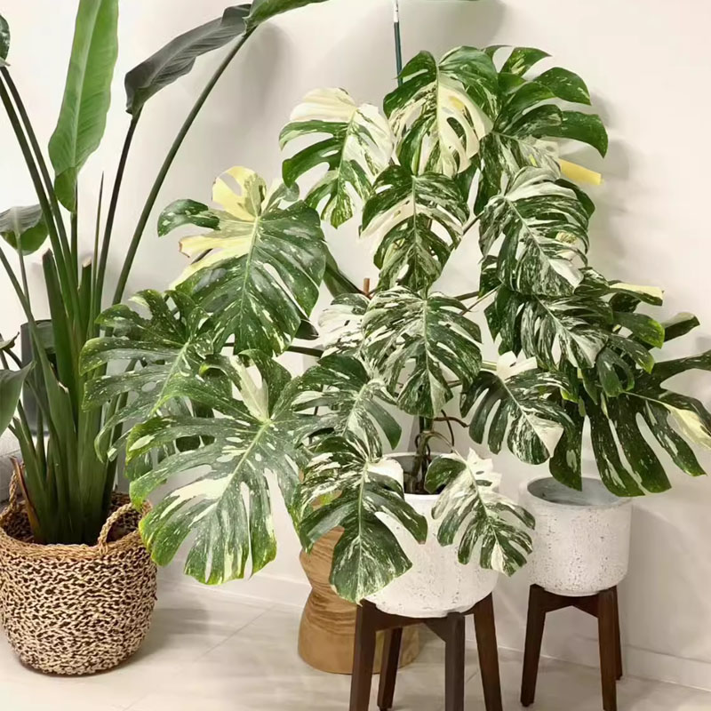 洒金龟背竹白锦进口日本水培大叶圆叶室内观叶植物家居客厅绿植净
