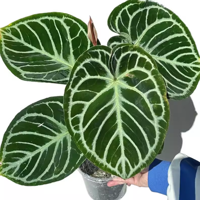 铜锣烧花烛ins风水晶脉观叶植物原种进口热植新手好养绿植盆栽