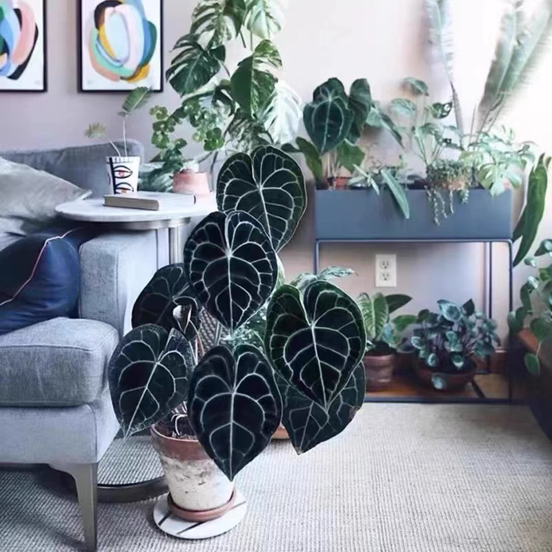 克莱恩花烛心形水晶花烛密纹热带网红好养的大型叶片室内观叶植物