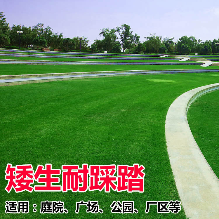 【草坪】四季青草坪种子 庭院别墅绿化耐寒草籽免修剪护坡固土