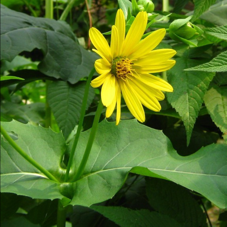 串叶松香草种子牧草多年生猪牛羊鹅食用华夏中华神菊教授菊种籽