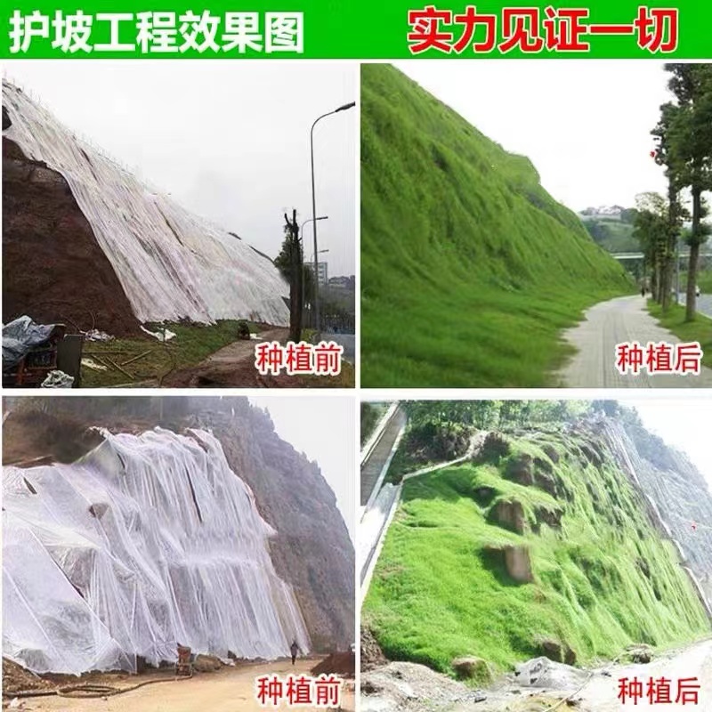 紫穗槐种子棉刺槐树绿化生态高速公路工程护坡固土种植再生生态
