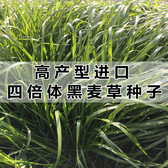 四倍体黑麦草子种四季青多年生高产牧草种子南方宽叶黑麦草种籽孑