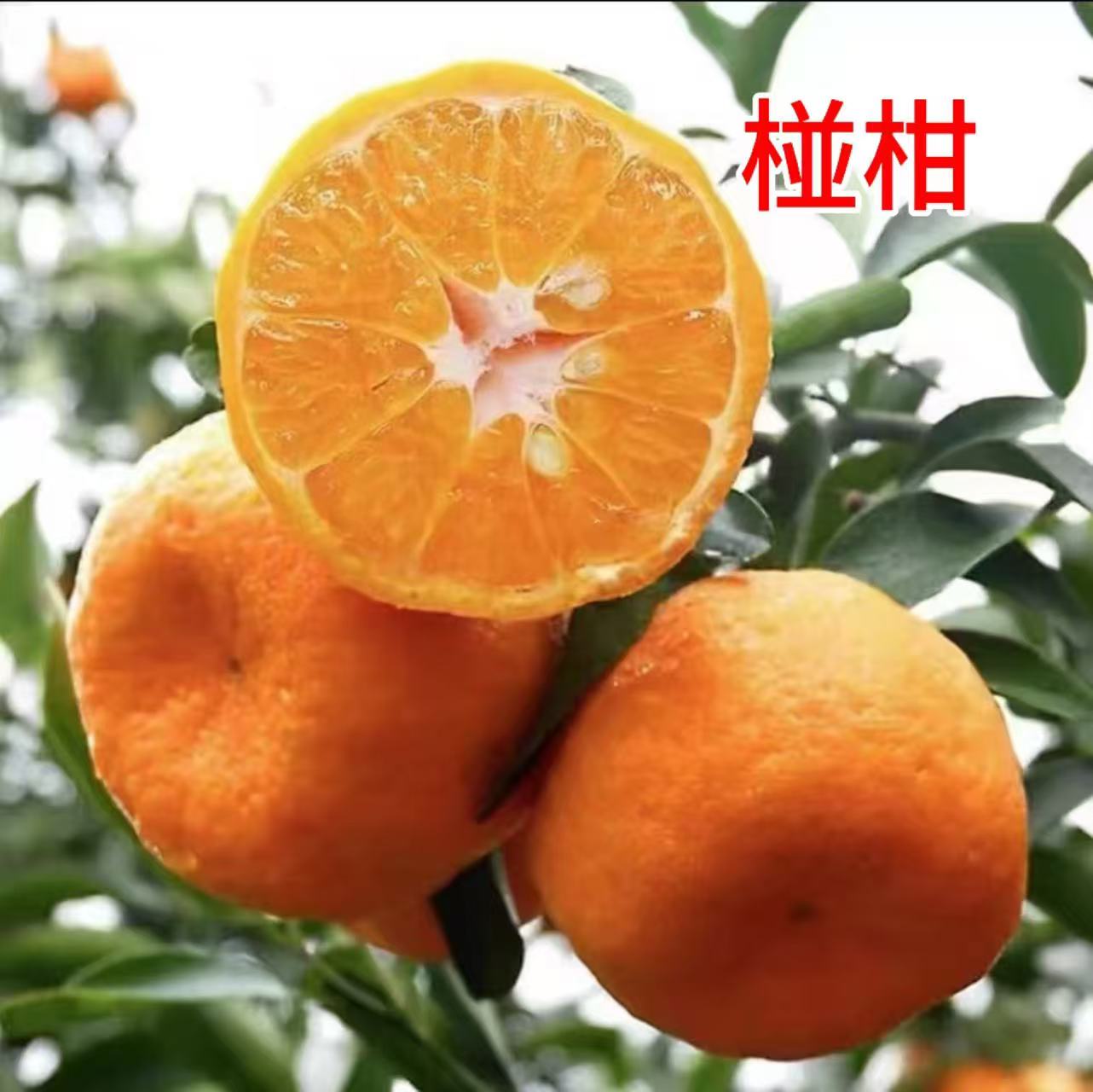 四川老品种椪柑芦柑橘子新鲜采摘皮薄优质水果脆甜多汁果粒大果