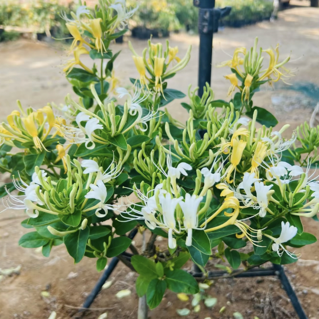 四季金银花树苗金银花苗泡茶