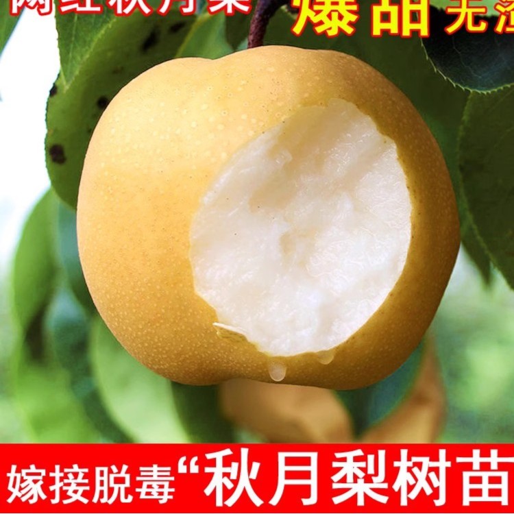 纯甜爆汁秋月梨树苗秋月梨苗盆栽地栽南北方种植
