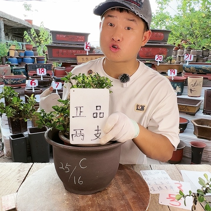 紫砂20CM（含）-50CM（不含）