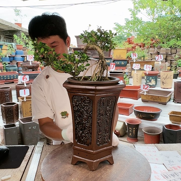 紫砂20CM（含）-50CM（不含）