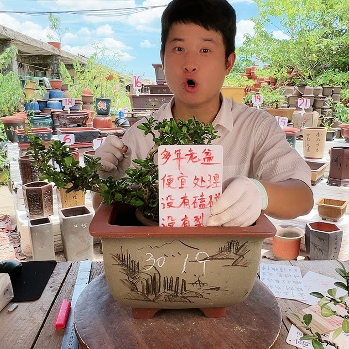 紫砂20CM（含）-50CM（不含）