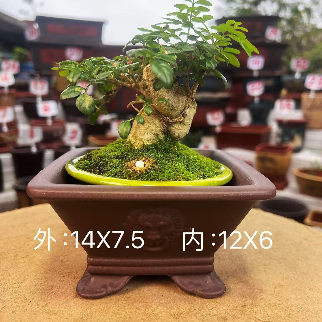精品微型鲜花绿植花卉盆景老桩造型紫砂花盆