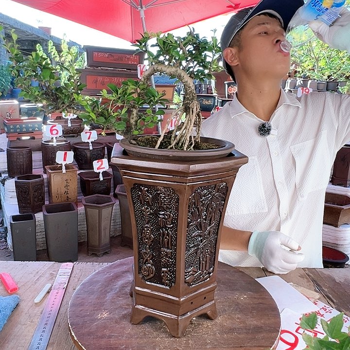 紫砂20CM（含）-50CM（不含）
