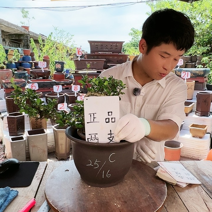 紫砂20CM（含）-50CM（不含）