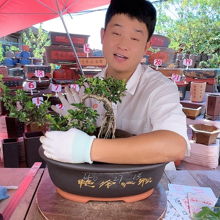 紫砂20CM（含）-50CM（不含）