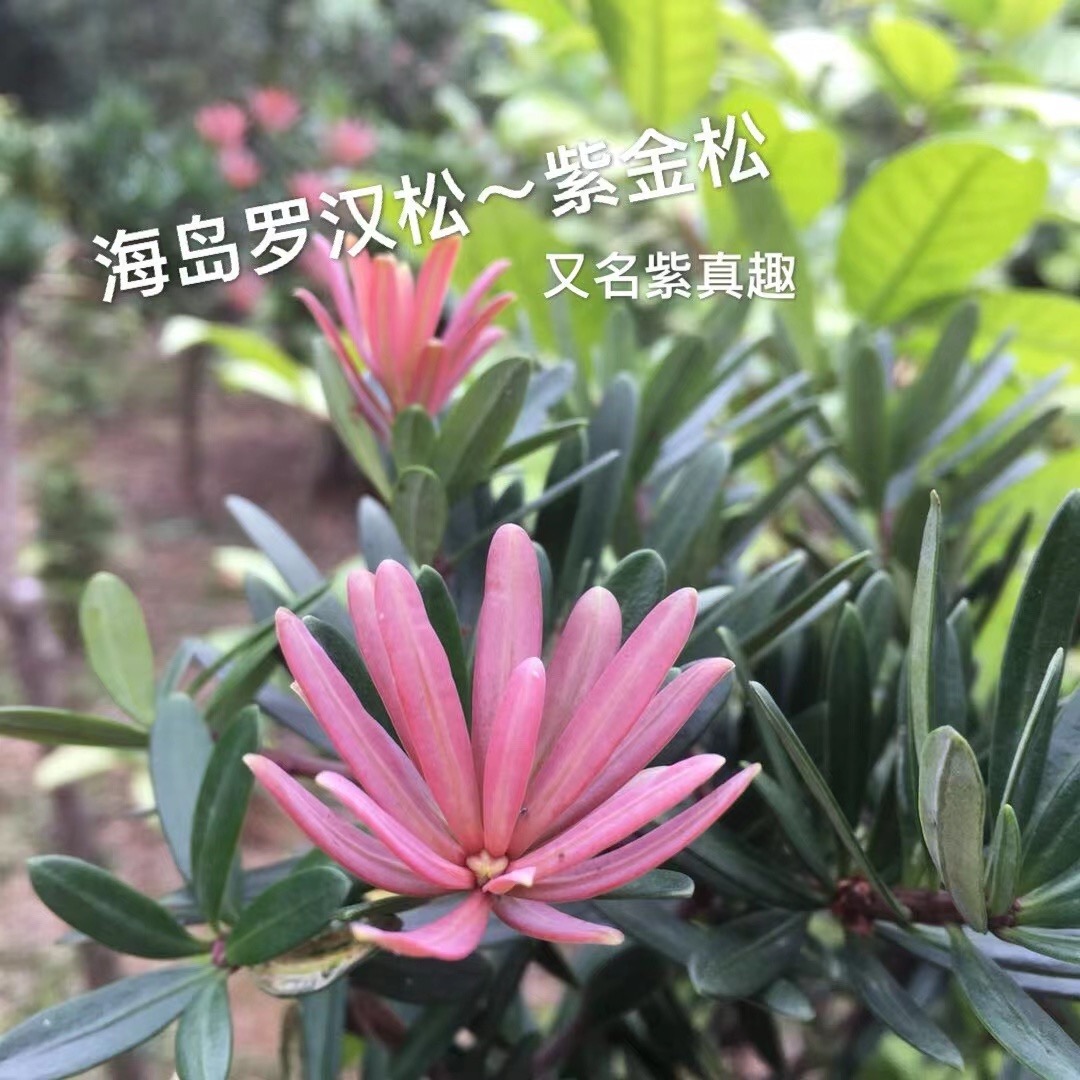 海岛红芽罗汉松～紫金松、又名紫真趣罗汉松，盆景素材
