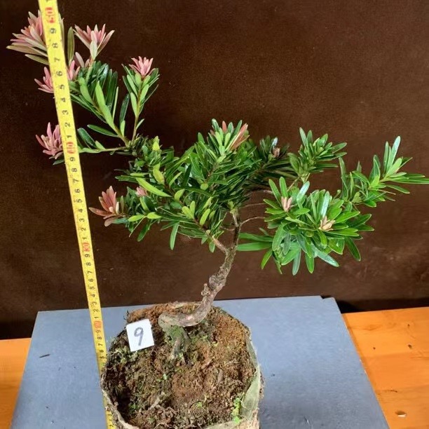 海岛红芽罗汉松紫金松