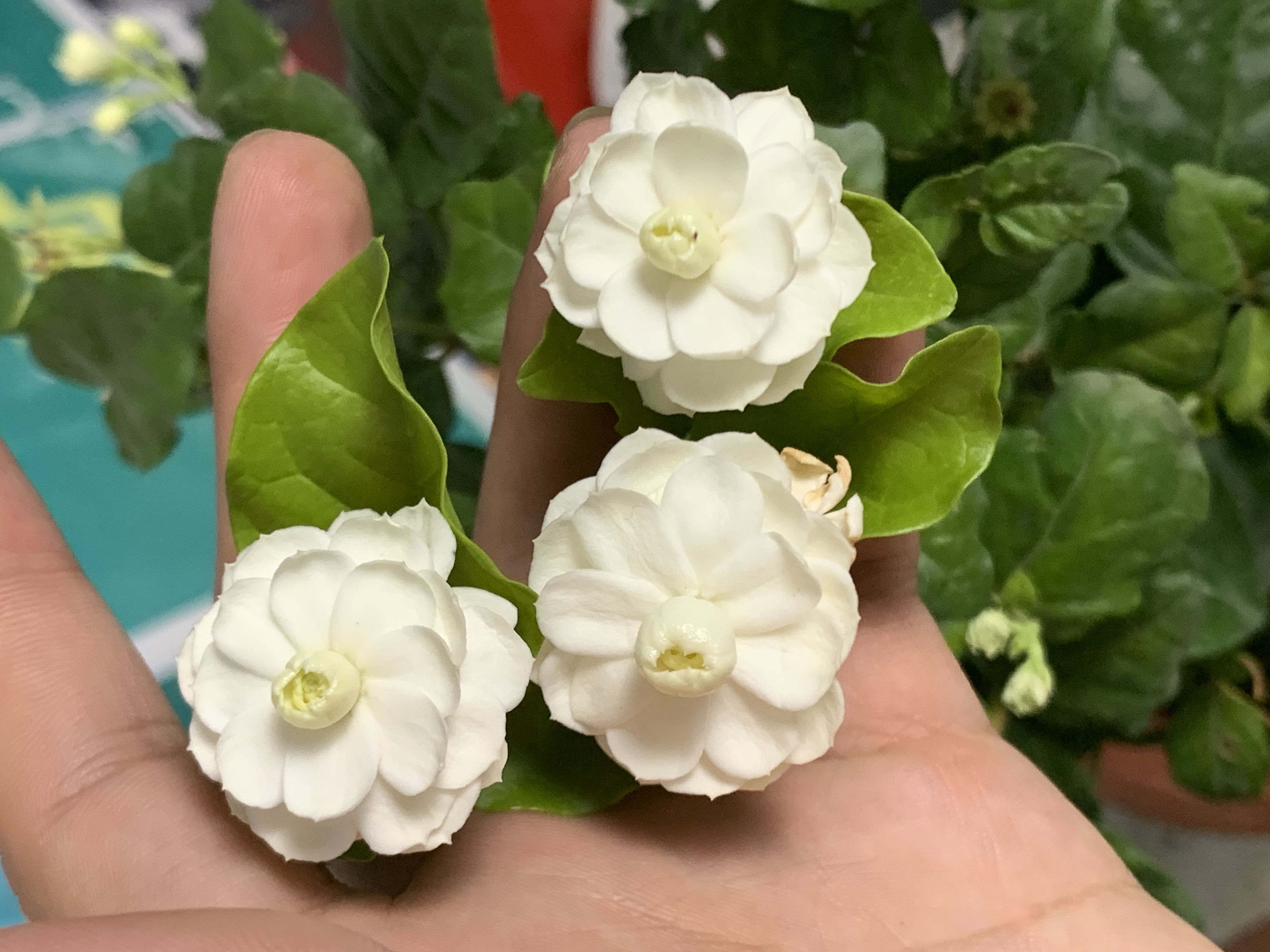 【发顺丰】【尖叶宝珠茉莉】广西横县新品种茉莉花盆栽老桩花苞
