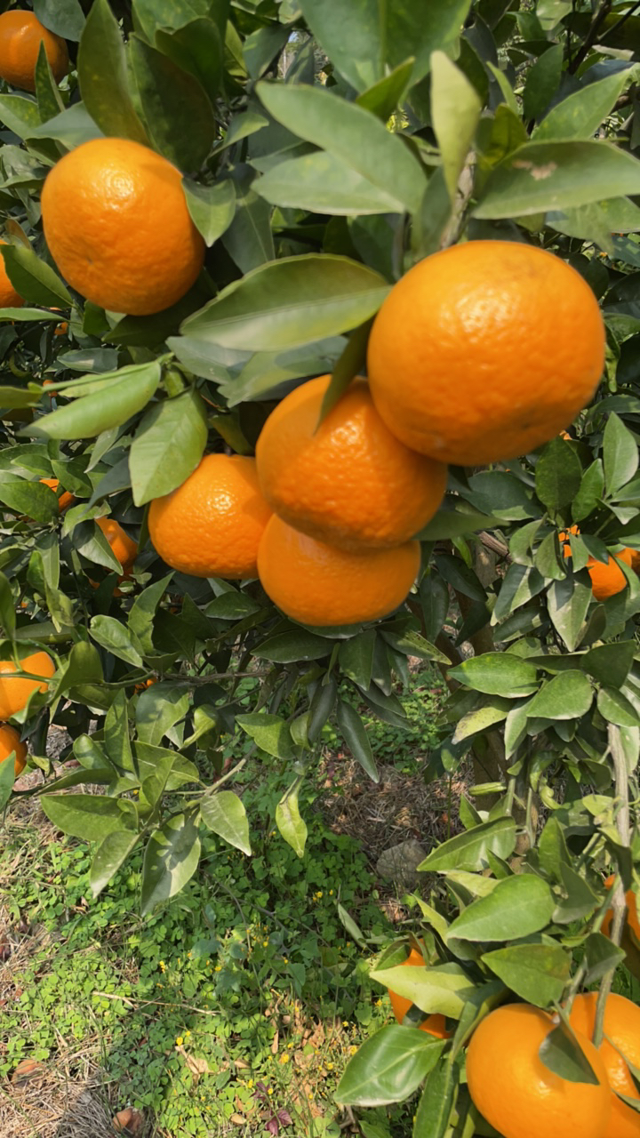 「自家果园直发」 贵州关岭沃柑新鲜水果 现摘沃柑10斤包邮