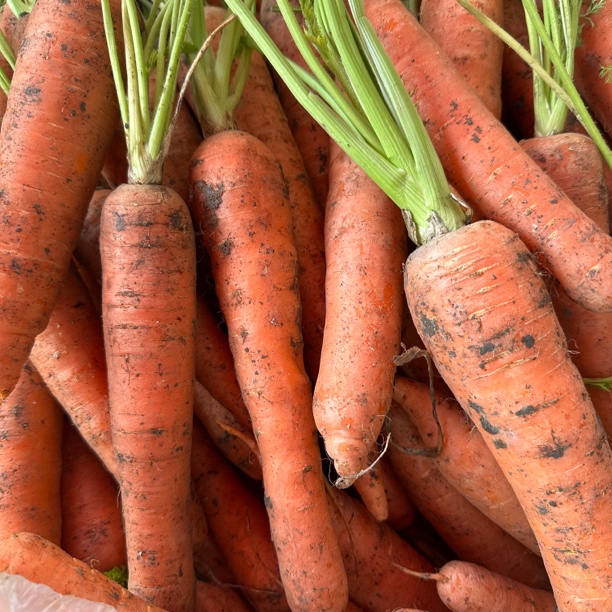 【云货心选】农家自种胡萝卜