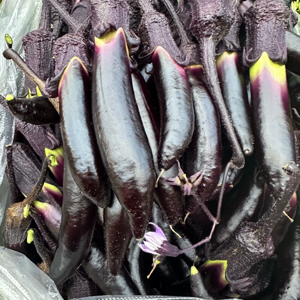 【云货心选】紫茄子