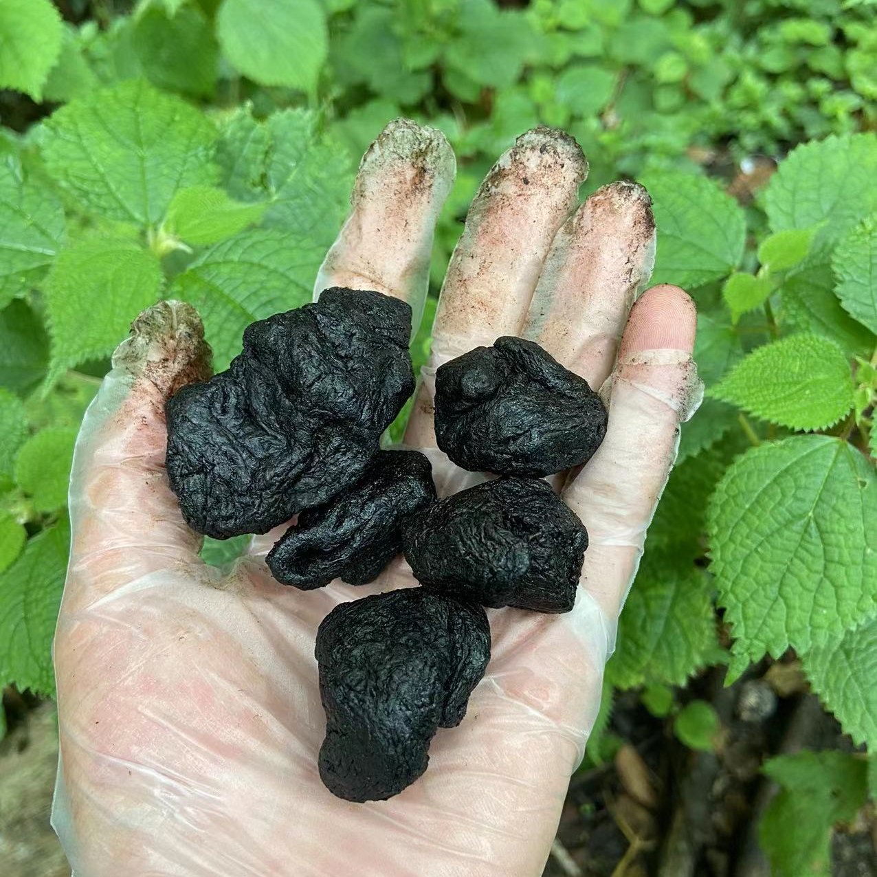 2【熟-頔-櫎 黄】净含量500g-1500g【黄老师现收】