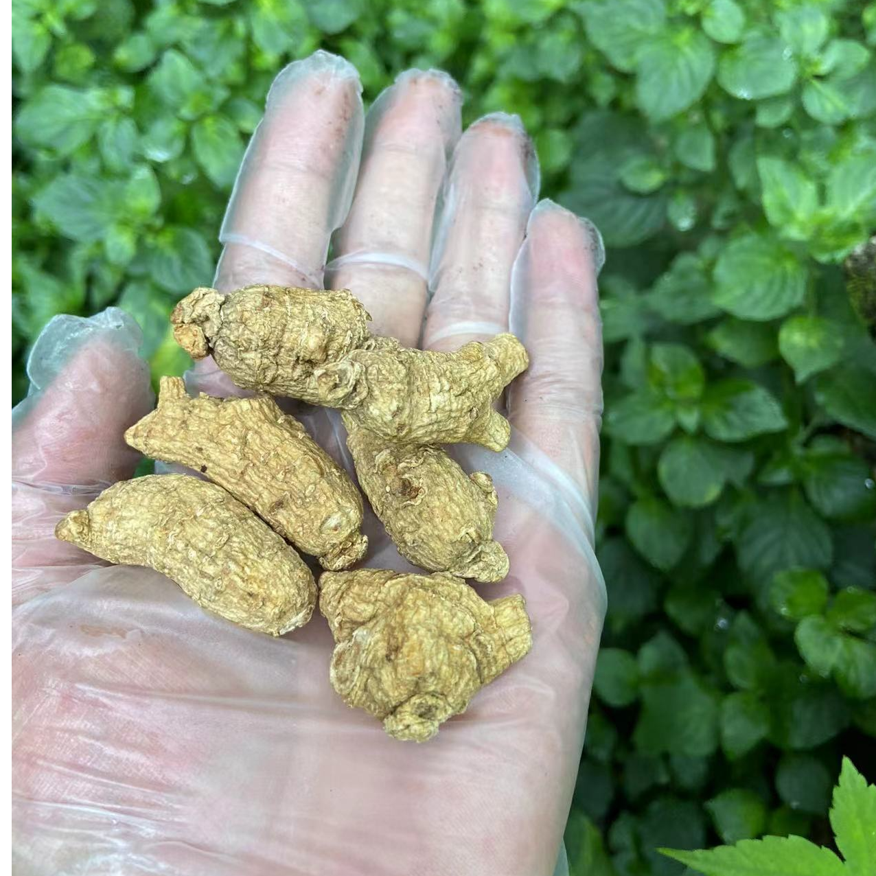 1【原-禾失-迺-樣-傪】净含量250g-500g【黄老师现收】