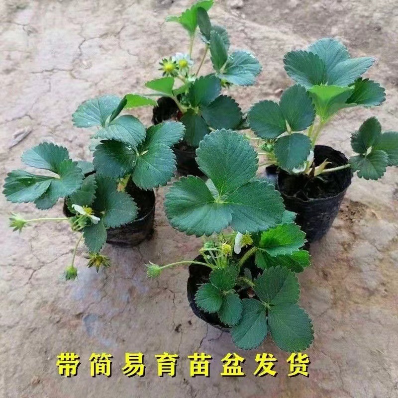 适用[30天结果]原盆原土批发草莓苗四季结果草莓秧苗盆栽地栽阳台
