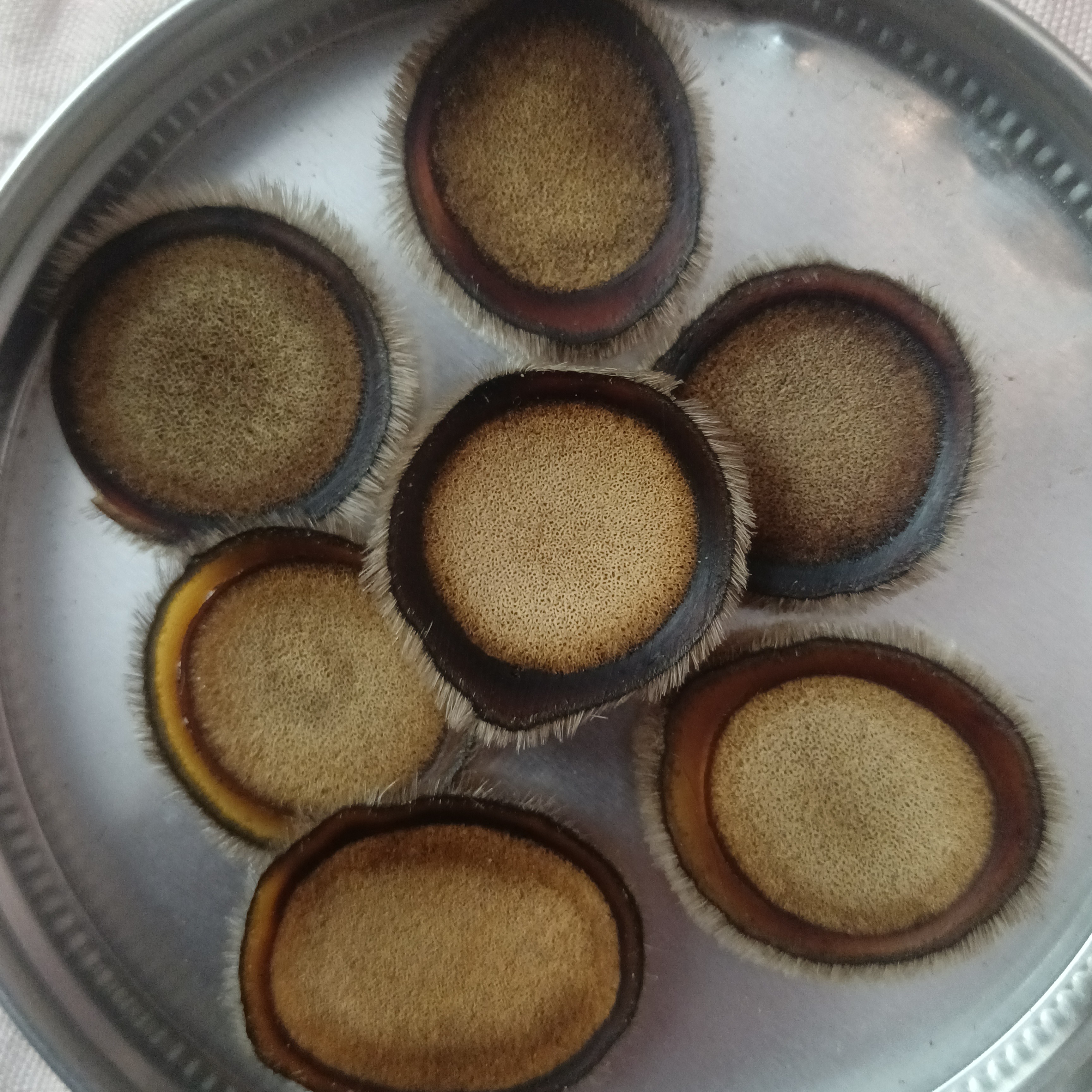 鹿茸片白粉片泡酒煮水煲汤东北特产