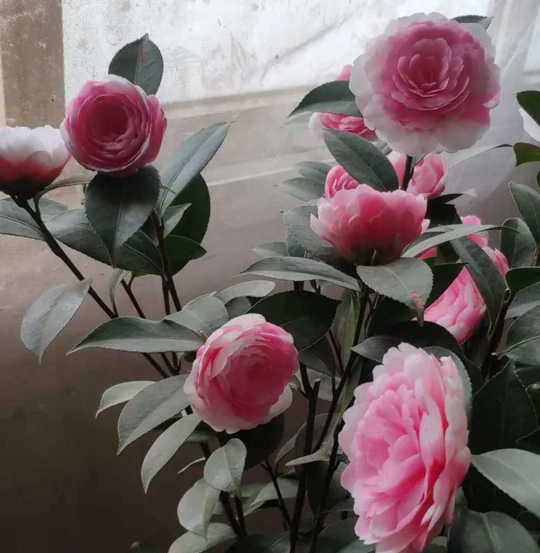 复色水屋茶花室内鲜花耐寒白色春季花卉山茶花红色栽培冬季