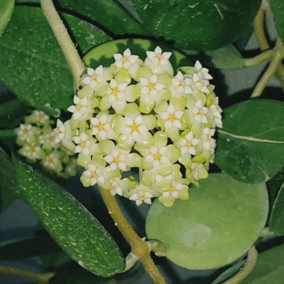 帕拉球兰阳台室内爬藤开花植物