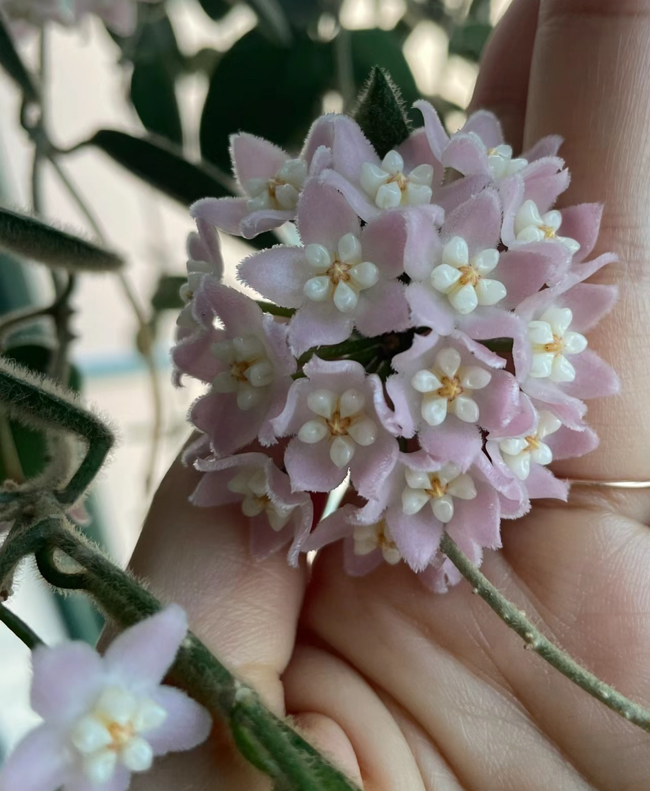 西藏系列球兰好养勤花室内绿植盆栽吊兰