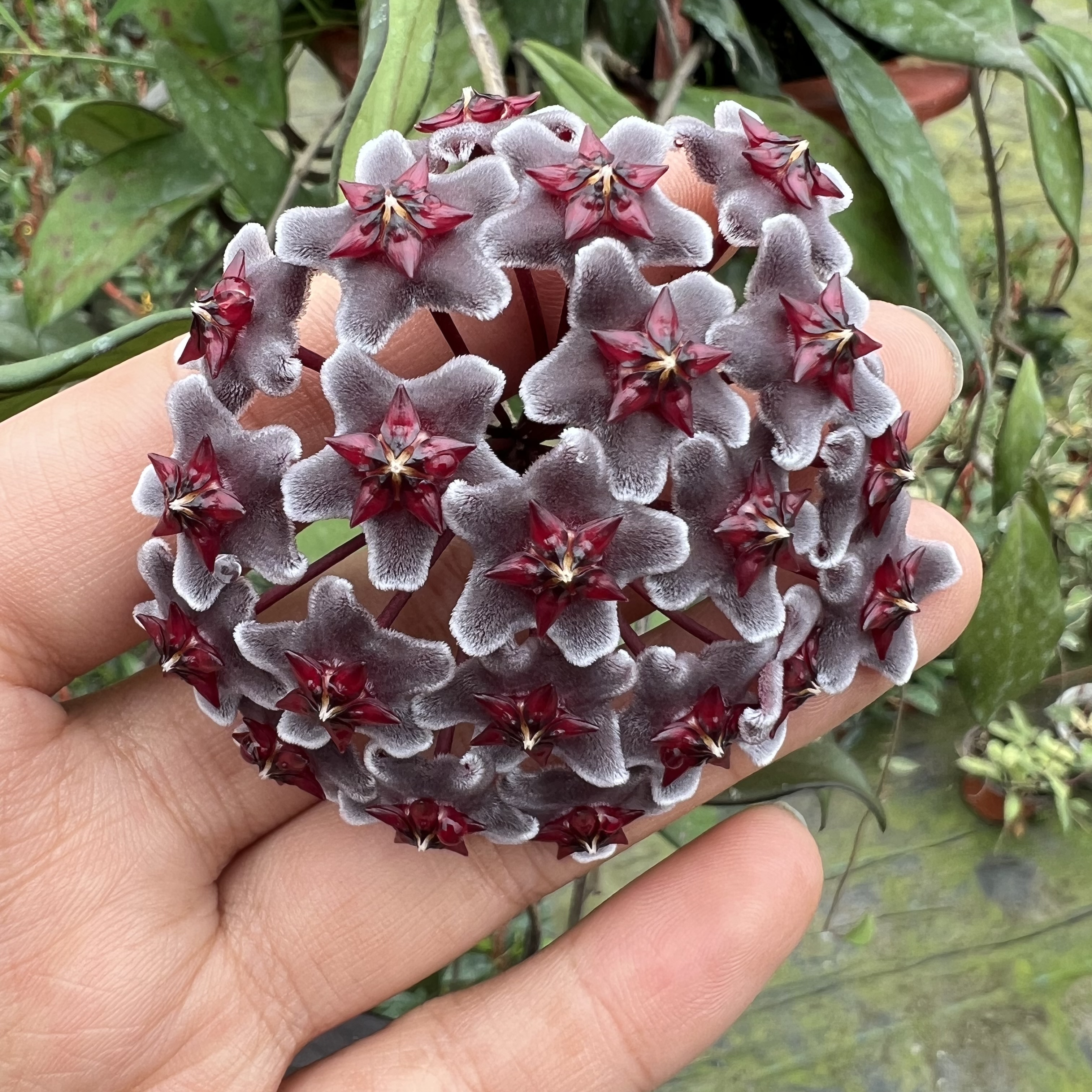 球兰带花大苗盆栽球兰吊兰爬藤花卉植物室内阳台四季开花
