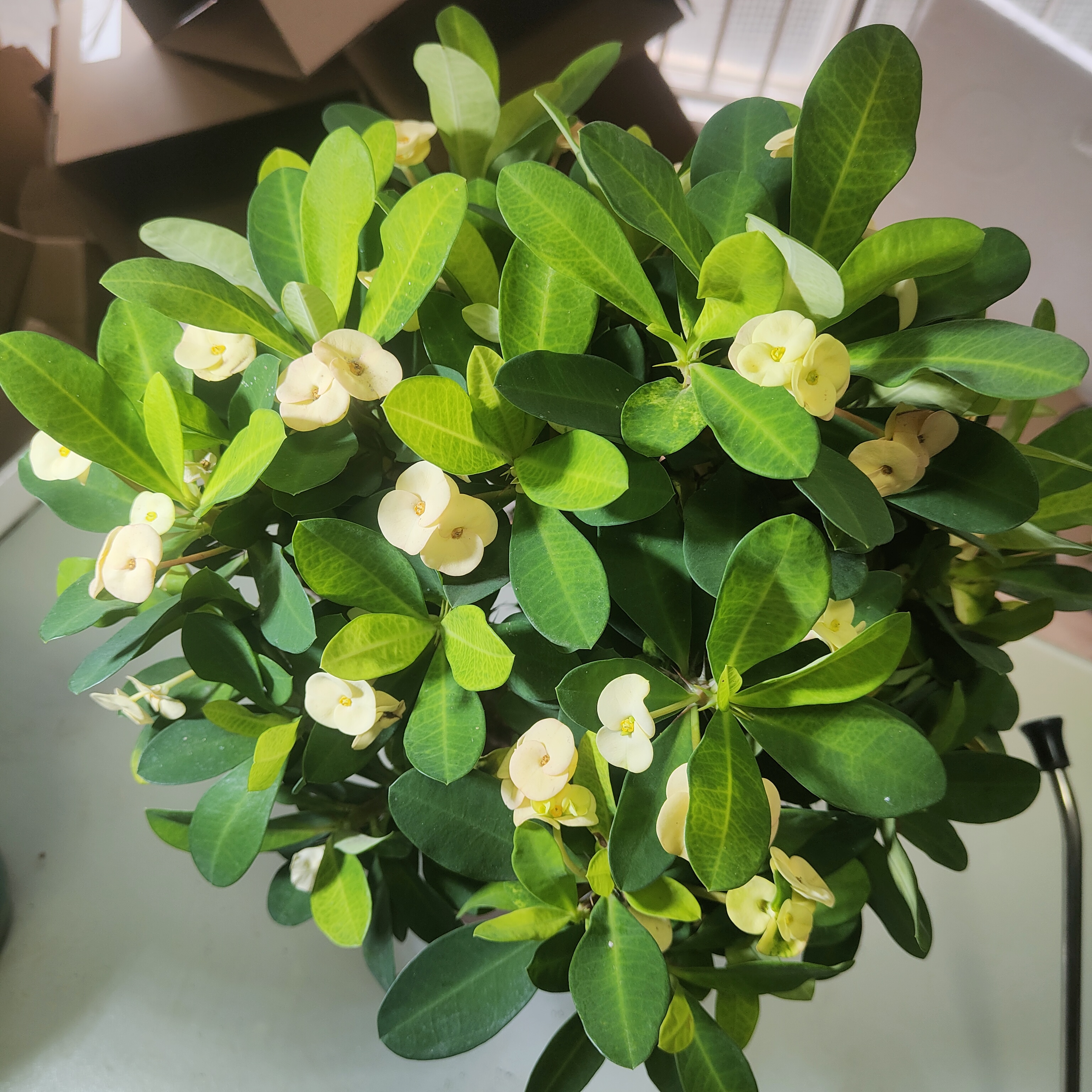 国产虎刺梅蒂妮黄色花中花中叶虎刺梅开花勤花量大喜光耐旱好养活