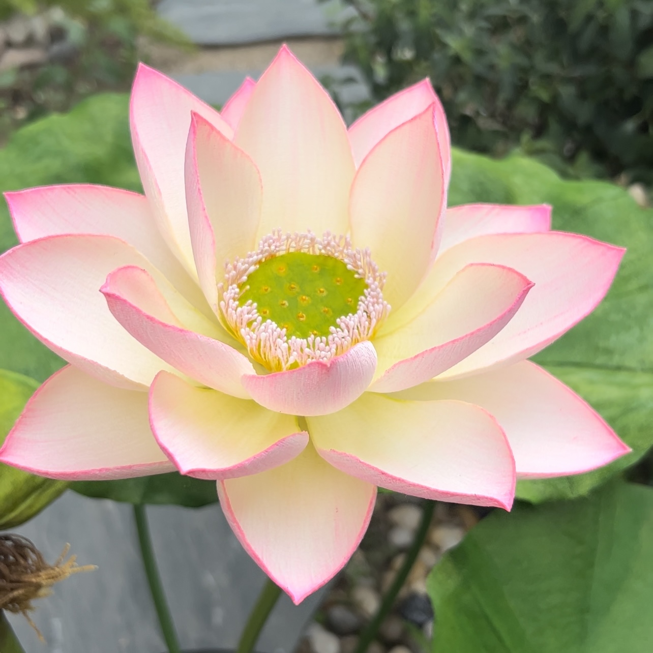 福利款手工diy荷叶布料