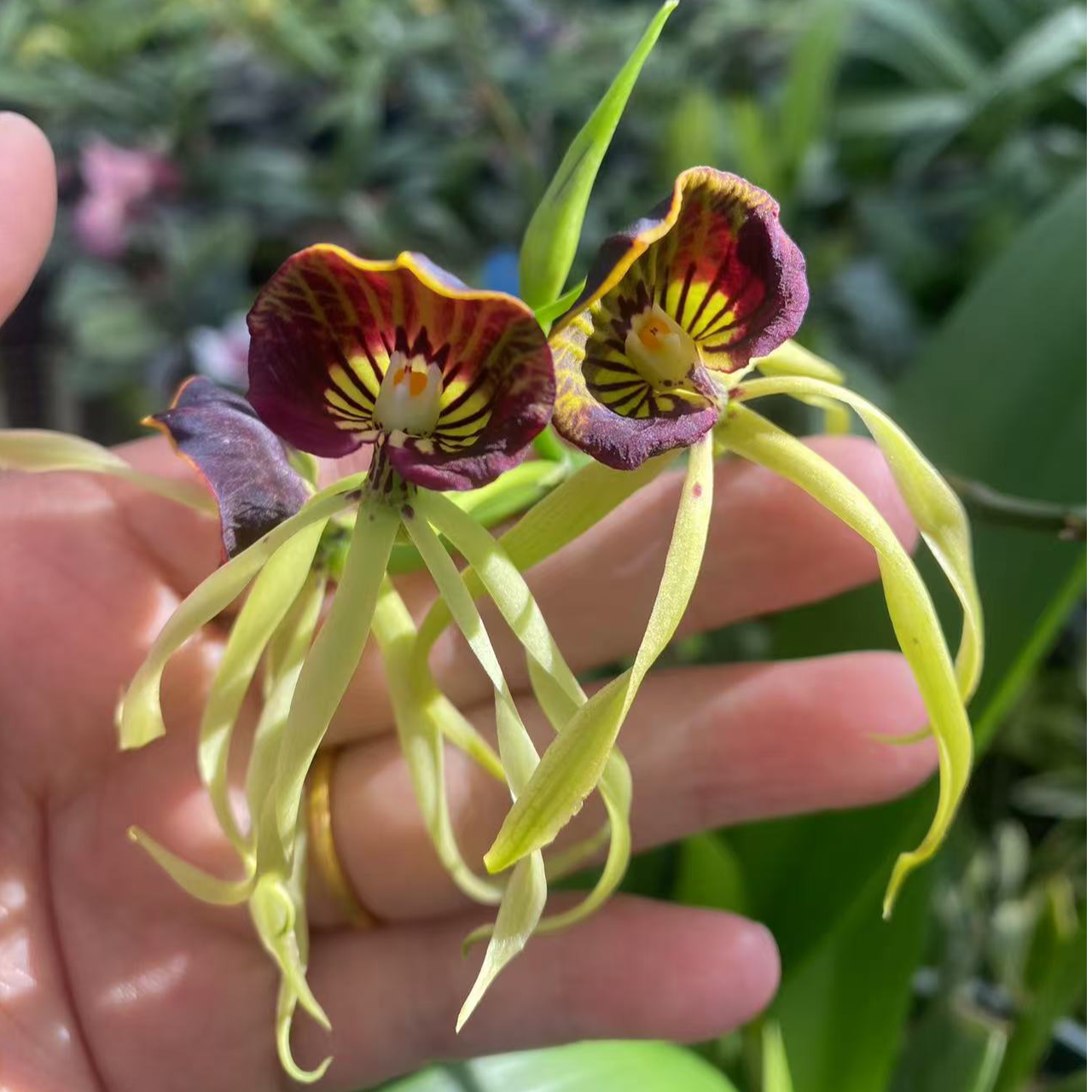 万峰绿缘  章鱼兰室内开花植物花卉好养花期长易复花期长