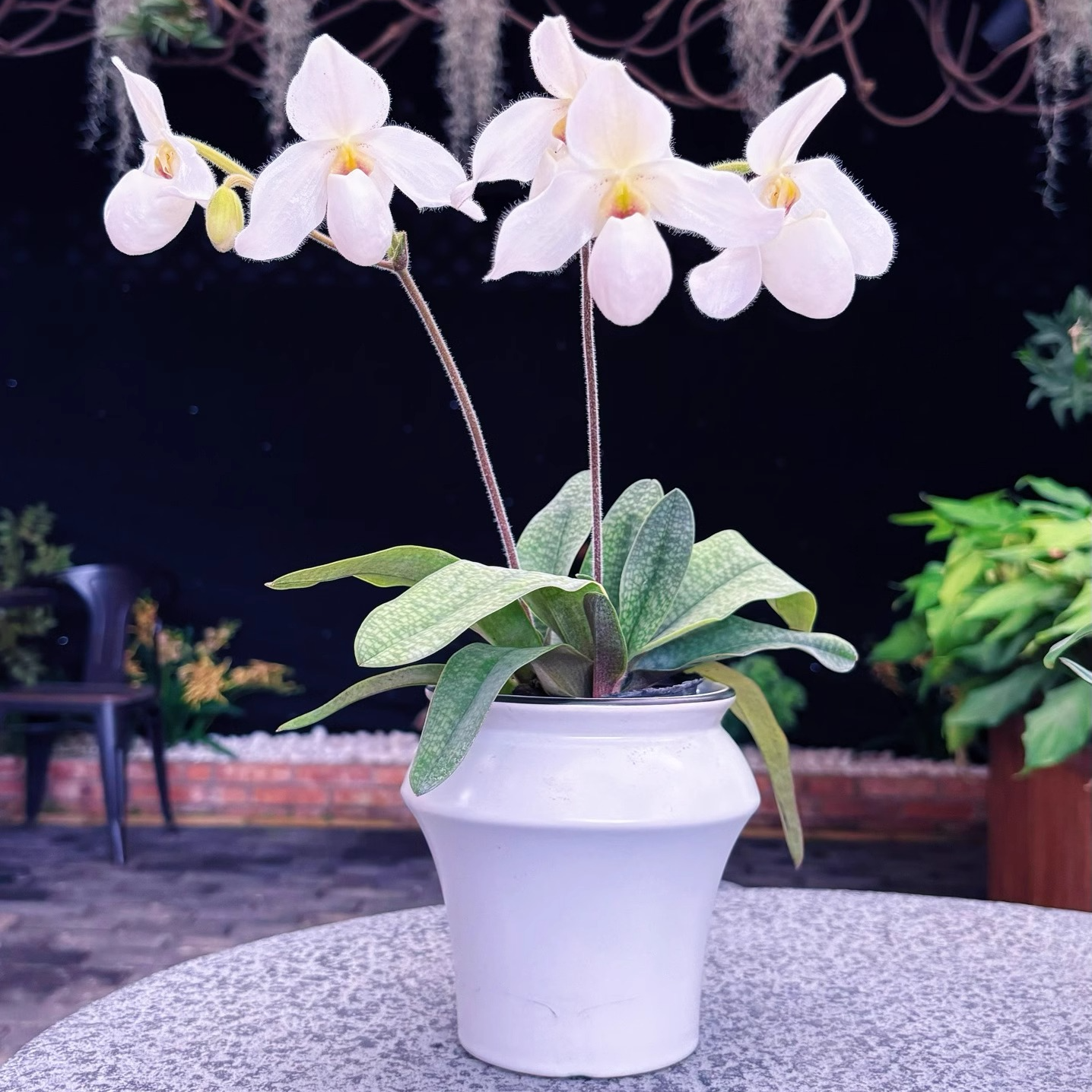 绿缘兰花 鹤舞兜兰 续花型小型品种拖鞋兰白色兰花盆栽