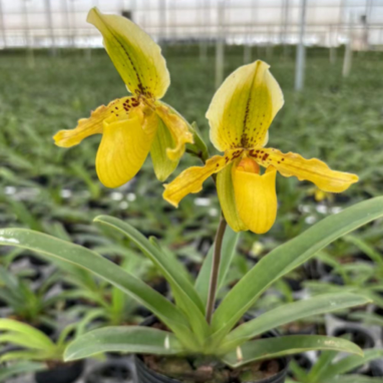 万峰绿缘【边远X报春兜兰】paph.(exul x primulinum)续花品种