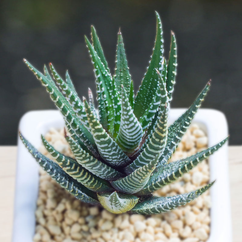 稀有小盆栽防辐射组合多肉植物硬叶十二卷十二卷鹰爪室内仙人球