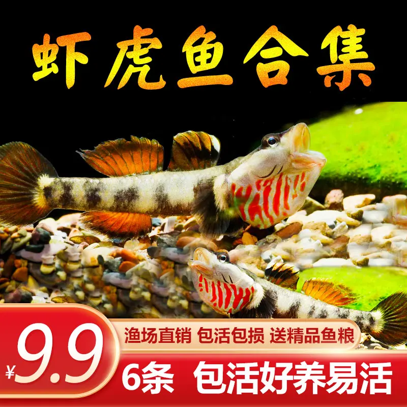 原生鱼虾虎鱼好养耐活溪流鱼冷水鱼观赏鱼鱼苗白面李氏周氏子陵吻