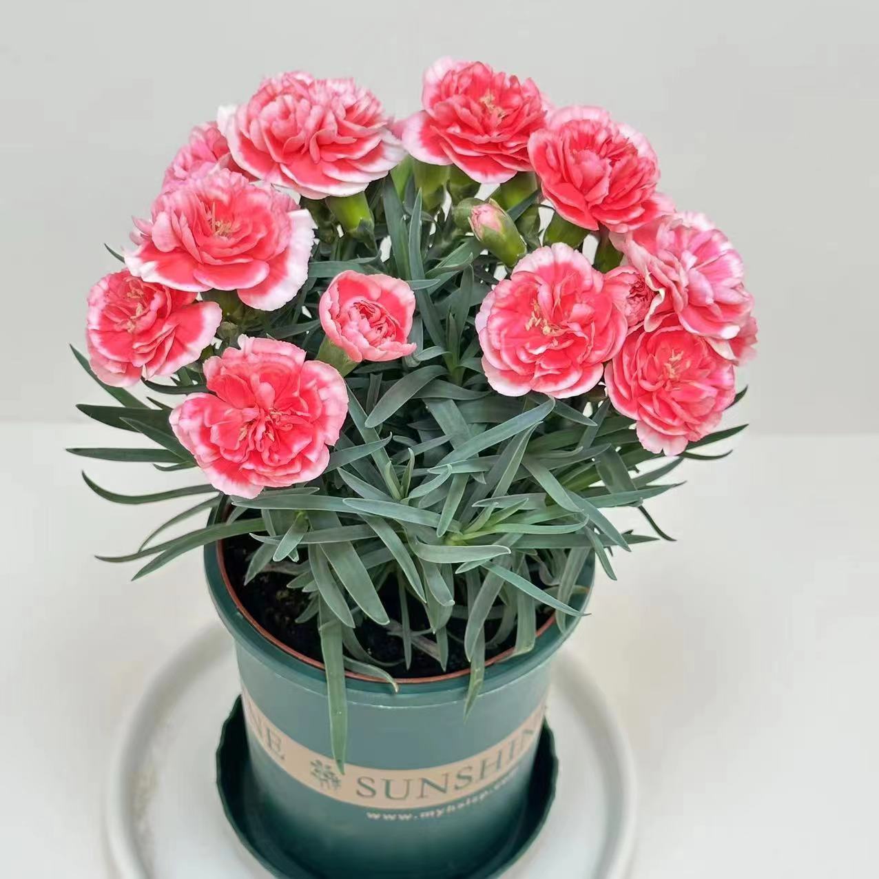 康乃馨鲜花盆栽四季开花带花苞石竹花苗室内阳台庭院重瓣花卉好养