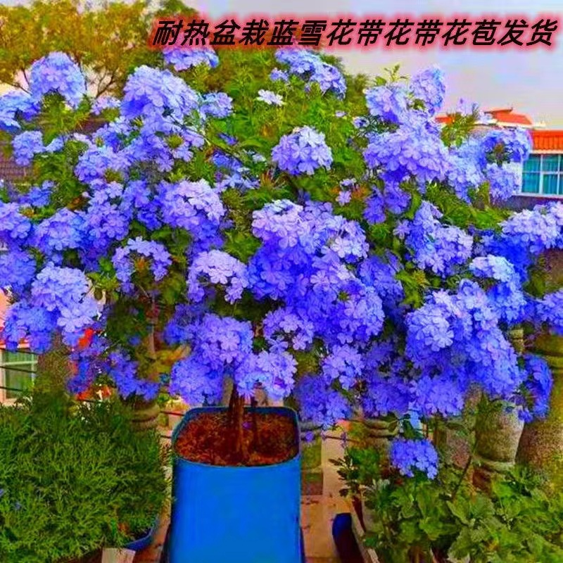 耐热盆栽蓝雪花四季开花好养花卉植物庭院阳台客厅带花苞花苗养植