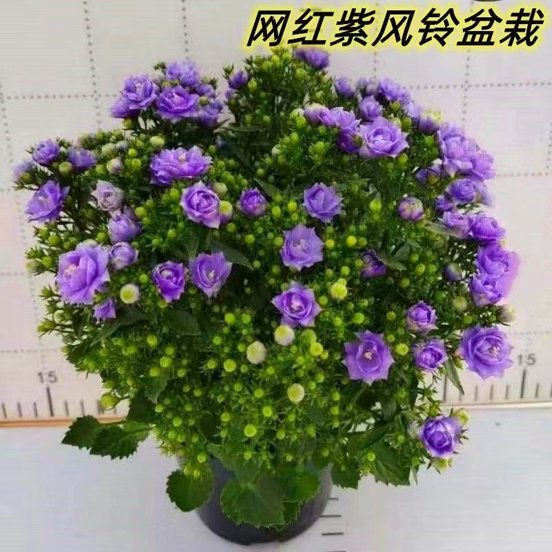 丹麦梦露紫风铃花盆栽重瓣室内阳台办公室带花苞好养易活观花植物