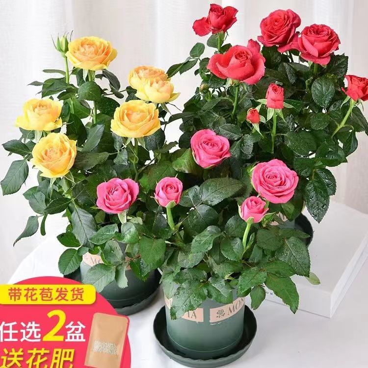玫瑰花盆栽月季四季开花阳台庭院室内室外好养易活四季开花带花苞