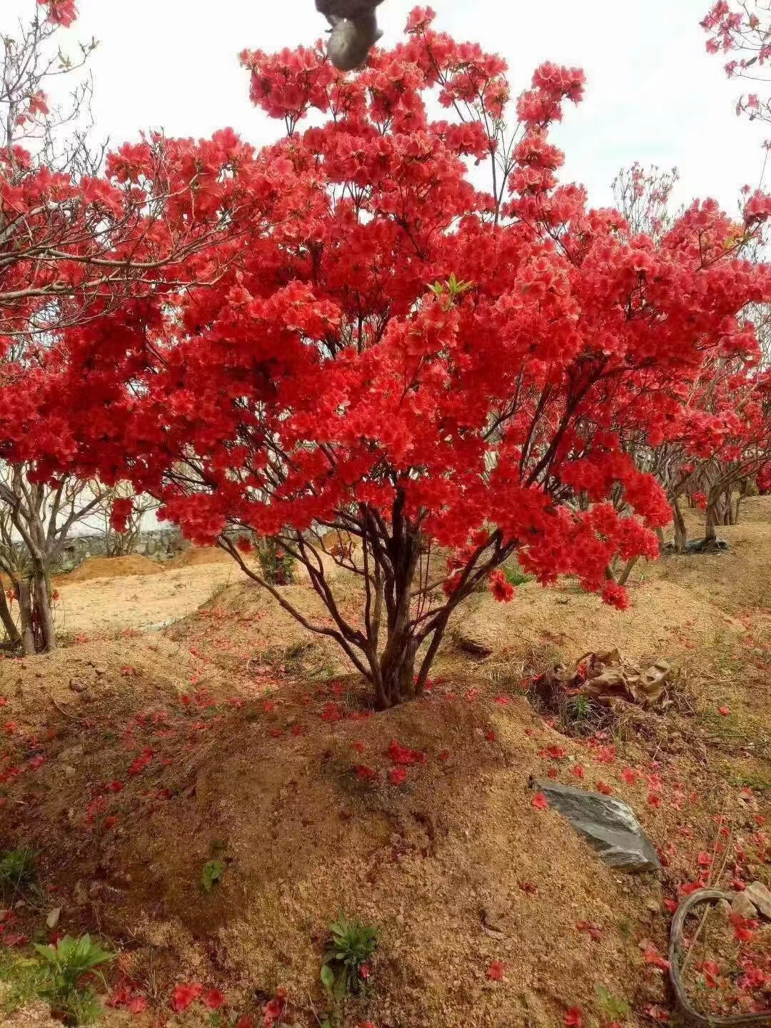映山红丛林地景盆景