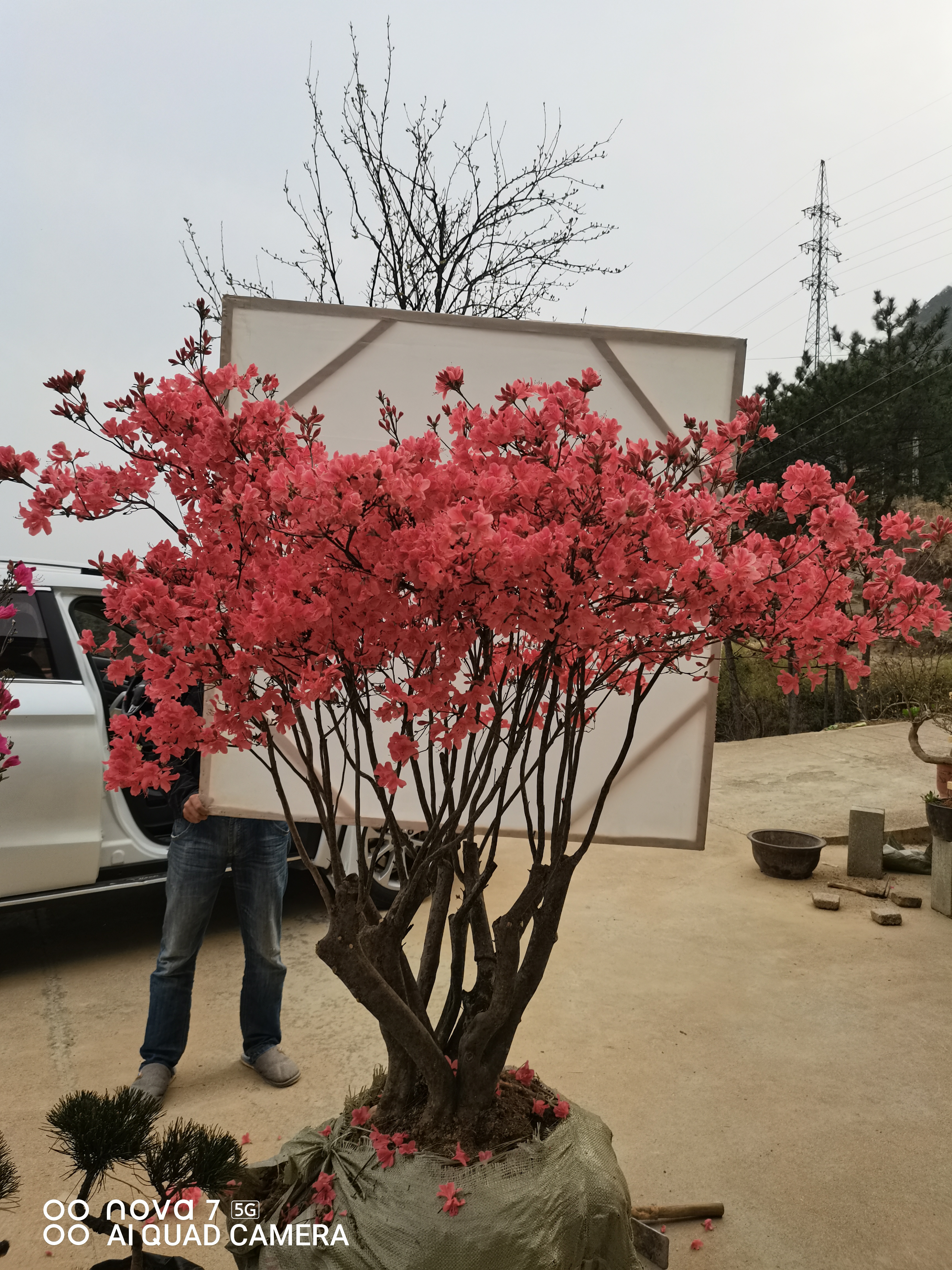 精品先花后叶品种映山红