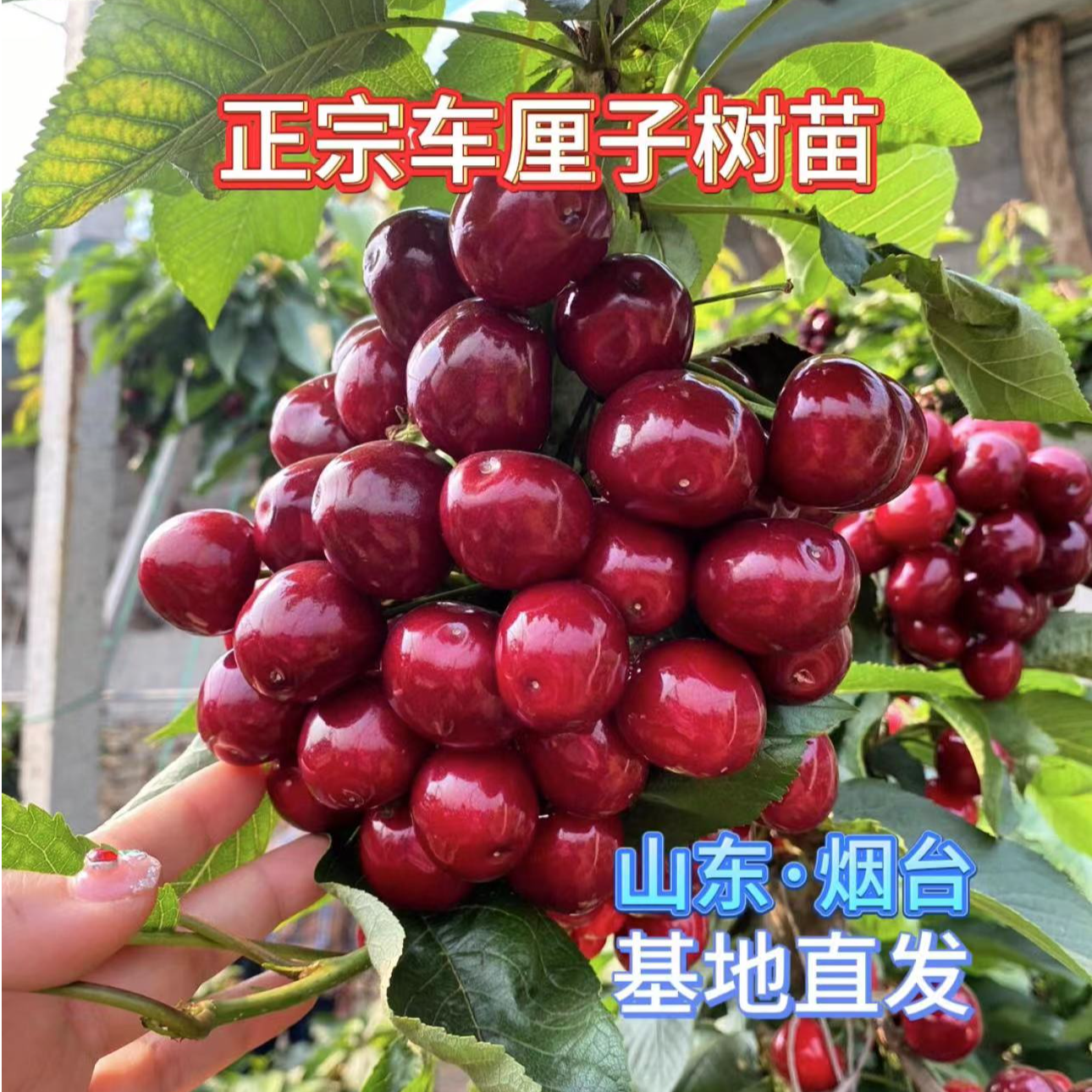 正宗烟台车厘子树苗大樱桃树苗果树果苗盆栽庭院南方北方种植