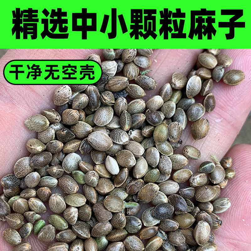 麻子鸟食鸟粮火麻子麻籽火麻仁小颗粒鹦鹉鸟粮仓鼠鸽粮2023新货