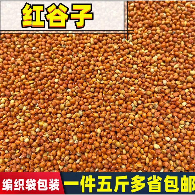 5斤带壳红谷子A级大颗粒带壳小米虎皮牡丹玄凤文鸟鸟食鸟粮鸟饲料