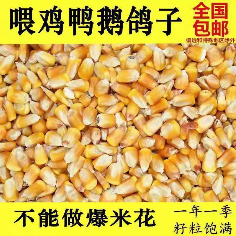 大玉米粒喂鸡鸭猪100斤包邮50斤5普通散装干玉米鸟饲料鸽粮食