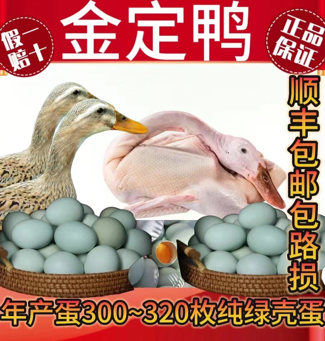 正宗金锭鸭 6只母鸭 年产300-320枚绿壳蛋（发货7-8两）